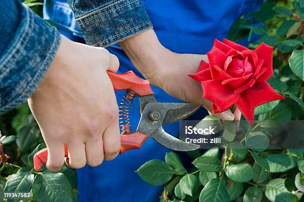 Садовник Создает Rose — стоковые фотографии и другие картинки Обрезка - Обрезка, Резать, Роза