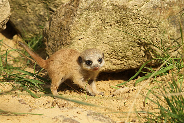 istock Baby meerkat 119347668
