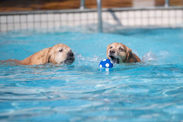 istock Golden retriever playing in the pool 1193476800