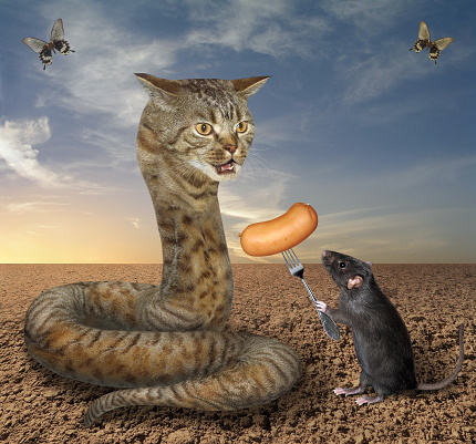 The black rat is feeding the beige cat snake with sausage in the desert.