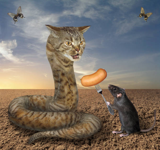 211 Snake Eating Rat Stock Photos, Pictures & Royalty-Free Images - iStock  | Rats