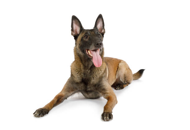 Belgian shepherd dog Malinois with his tongue hanging out lying on a white stock photo