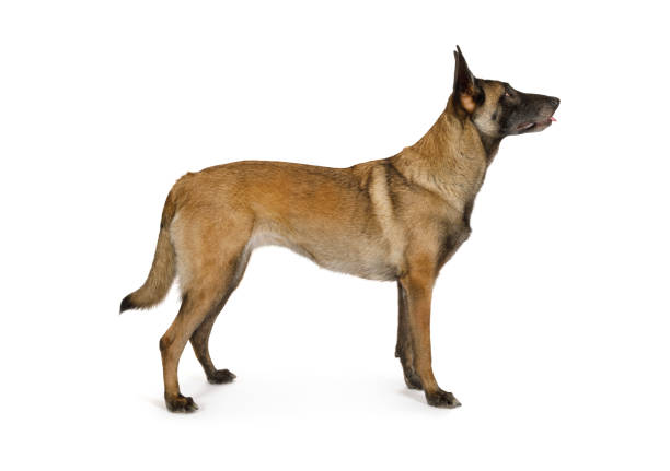 Pedigree Belgian shepherd dog Malinois standing on a white background