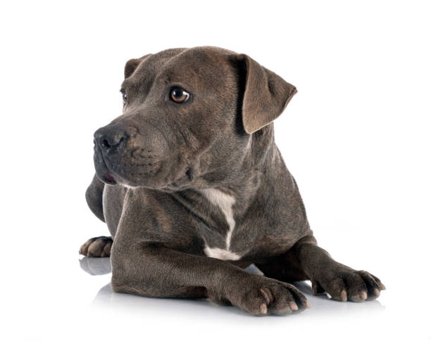 istock staffordshire bull terrier 1193482957