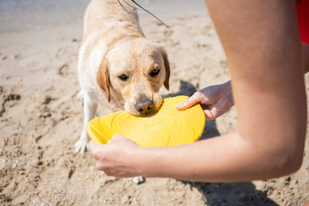 istock Young woman having fun with her dog 1193484411