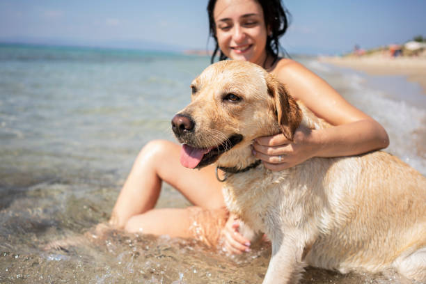 Young woman having fun with her dog Young woman having fun with her dog at the beach dog swimsuit stock pictures, royalty-free photos & images