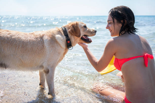 Young woman having fun with her dog Young woman having fun with her dog at the beach dog swimsuit stock pictures, royalty-free photos & images