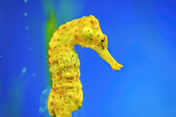 Yellow Longsnout seahorse. In the aquarium Yellow Longsnout seahorse. In the aquarium with blue background longsnout seahorse hippocampus reidi stock pictures, royalty-free photos & images