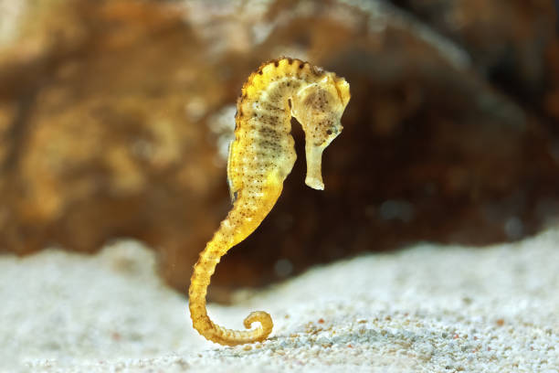 pecimen de l'hippocampe à long museau dans l'aquarium (hippocampus reidi) - snouted photos et images de collection