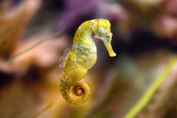 hippocampe mince dans l'aquarium (hippocampus reidi), également connu sous le nom d'hippocampe à longue museau - snouted photos et images de collection