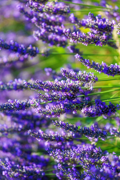 lawenda - lavender lavender coloured flower herb zdjęcia i obrazy z banku zdjęć