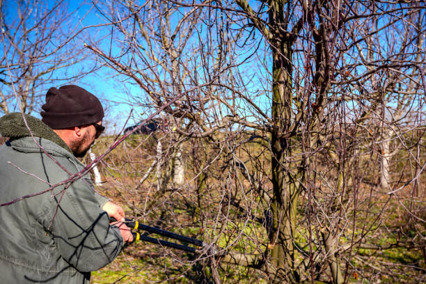 istock Gardener is cutting branches, pruning fruit trees with long shears in the orchard 1193487454