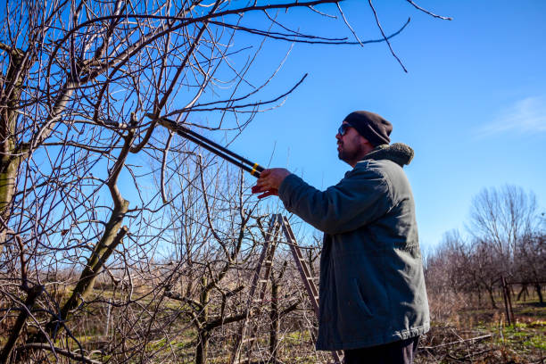 istock Gardener is cutting branches, pruning fruit trees with long shears in the orchard 1193488280