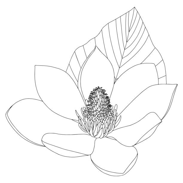 Magnolia flower sketch on white background. Floral botany. Hand drawn botanical illustration in black and white. Line art. Big floral outline vector element. Magnolia flower sketch on white background. Floral botany. Hand drawn botanical illustration in black and white. Line art. Big floral outline vector element magnolia white flower large stock illustrations