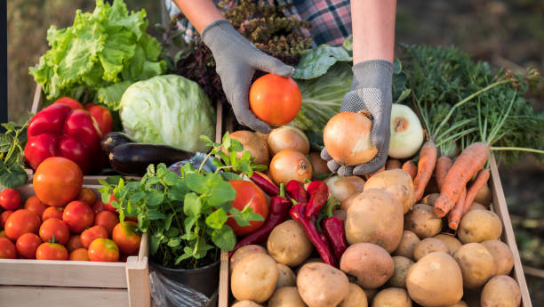 landwirt hält zwiebeln und tomaten über den ladentisch - verkauft frisches gemüse - farmers market stock-fotos und bilder