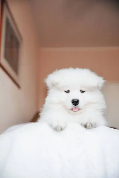 Photo of Samoyed near the sofa in the apartment