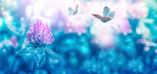 istock Beautiful spring wild meadow clover flowers bloom, butterfly with dew drops, macro. Soft focus nature background. Artistic toned image. Floral springtime panorama. Mixed media art 1193490203