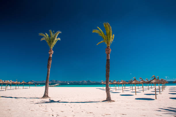 istock Palm trees on Alcudia beach, Mallorca, Balearic islands. 1193491220