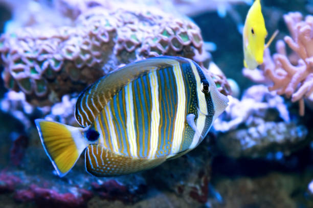 The Red Sea sailfin tang or Desjardin's sailfin tang (Zebrasoma desjardinii) The Red Sea sailfin tang or Desjardin's sailfin tang (Zebrasoma desjardinii) is a marine reef tang in the fish family Acanthuridae. sailfin tang zebrasoma veliferum zebrasoma desjardinii stock pictures, royalty-free photos & images