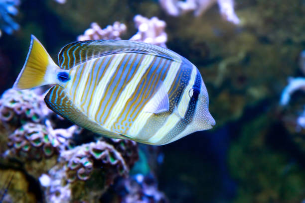 The Red Sea sailfin tang or Desjardin's sailfin tang (Zebrasoma desjardinii) The Red Sea sailfin tang or Desjardin's sailfin tang (Zebrasoma desjardinii) is a marine reef tang in the fish family Acanthuridae. sailfin tang zebrasoma veliferum zebrasoma desjardinii stock pictures, royalty-free photos & images