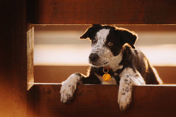 verticale noire de collie de frontière dans la lumière du soleil à l'extérieur - bâtiment vu de lextérieur photos et images de collection