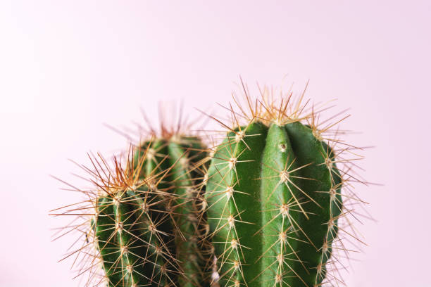 istock Close-up view of green cactus on bright background. Minimal composition. 1193491881