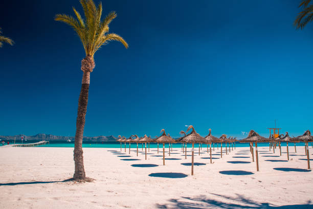 Summer holiday on tropical beach. Palm trees, blue sky.. Playa de Muro, Spain Summer holiday on tropical beach. Palm trees, blue sky.. Playa de Muro, Spain bay of alcudia stock pictures, royalty-free photos & images