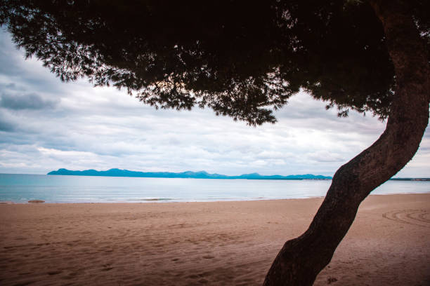 istock empty beach by the sea. Tree in front of the photo, edit space. 1193493846