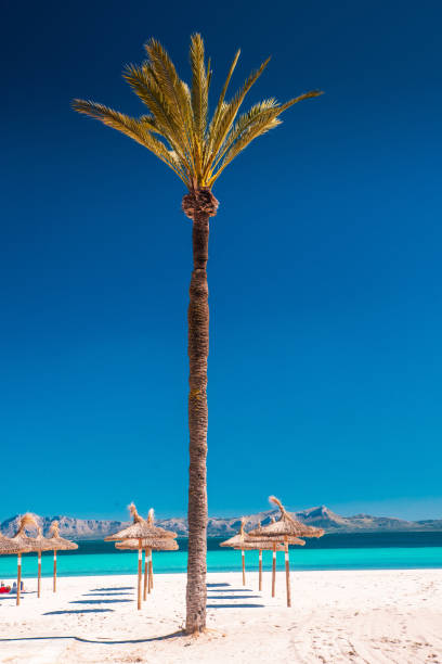 istock Palm trees on Alcudia beach, Mallorca, Balearic islands. 1193494306