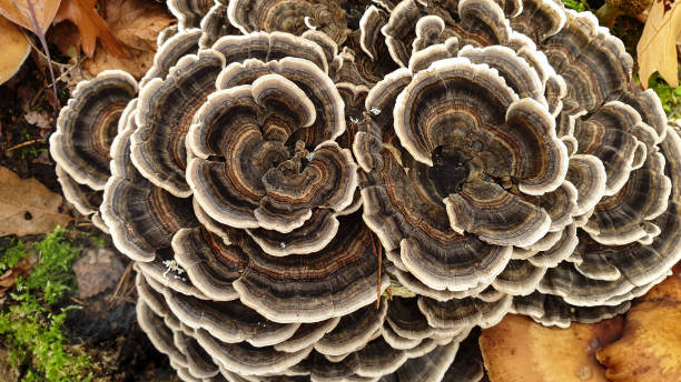 istock Trametes versicolor also known as Coriolus versicolor and Polyporus versicolor 1193494509