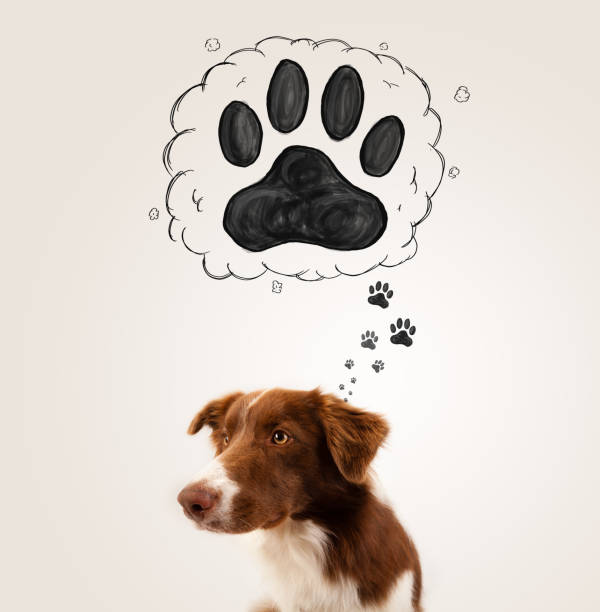 istock Cute border collie with paw above her head 1193496057