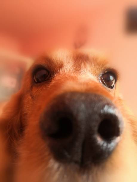 istock English Cocker Spaniel - Giorgio 1193498856