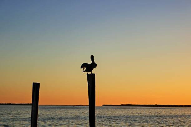 istock The Soft Glow of Sunset 1193499799