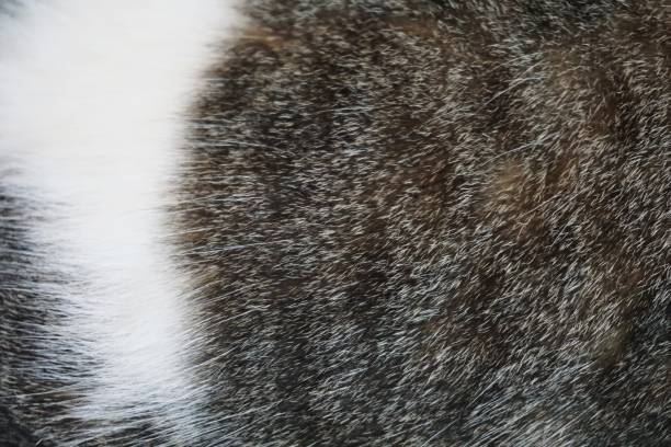 istock Close up cat fur texture background 1193499831
