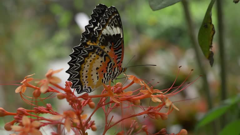 slow-motion, butterfly on beautiful flower