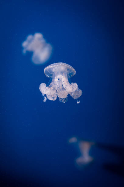istock Jelly fish swimming in an aquarium 1193500778