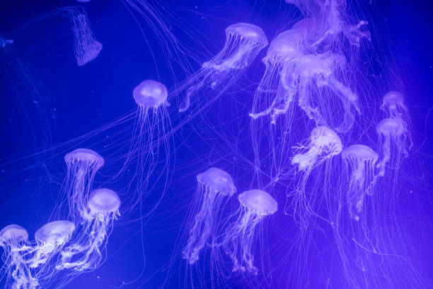 istock Jelly fish swimming in an aquarium 1193501424