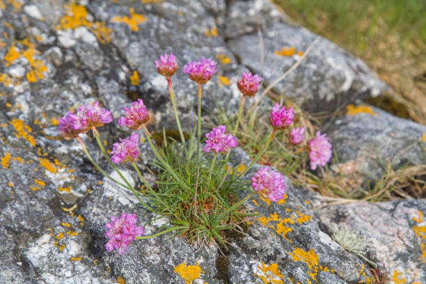 istock Pink flowering beach carnation 1193501652