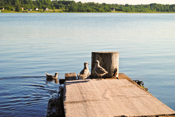 istock Small seagull near river, summer 1193502243