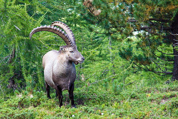 istock Alpine ibex in the swiss alps 119350472