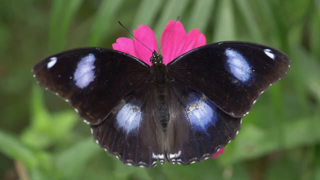 slow-motion, butterfly on beautiful flower