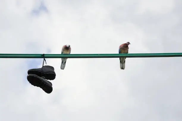 Photo of Shoes hang on an electric wire and two pigeons sit near on the wire