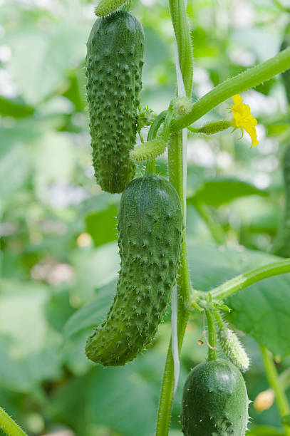 istock Hydroponic cultivation of cucumbers in greenhouse 119350547