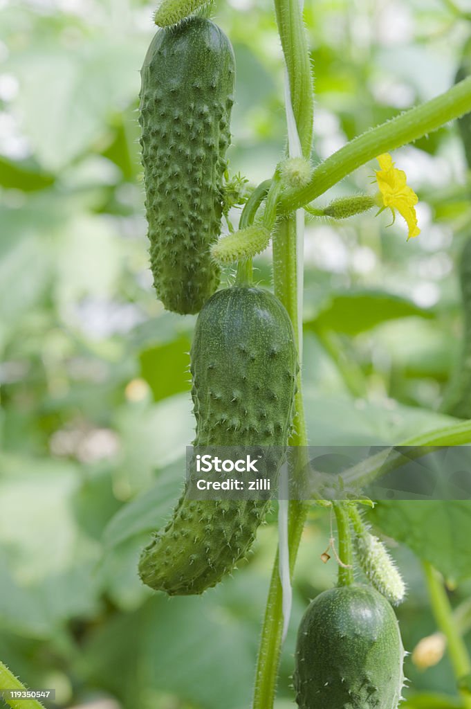 Hidropônica cultivo de pepinos em estufa - Foto de stock de Agricultura royalty-free