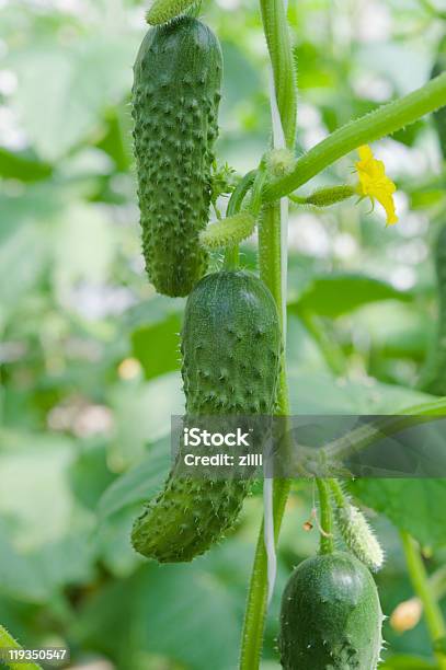 Foto de Hidropônica Cultivo De Pepinos Em Estufa e mais fotos de stock de Agricultura - Agricultura, Colheita, Crescimento