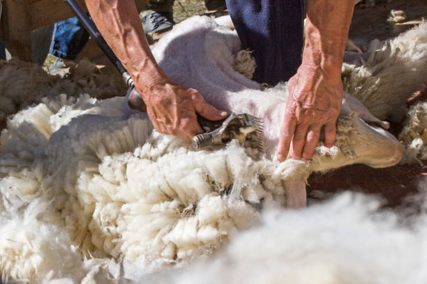 After being taken down from the high mountain pastures, the animals are collected and shorn by the sheep farmers and stripped of their wool