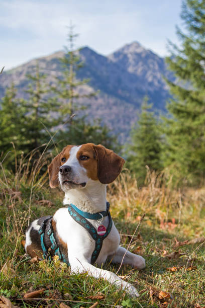 istock Beagle on a hike on the Trainsjoch in the Mangfall mountains 1193506181
