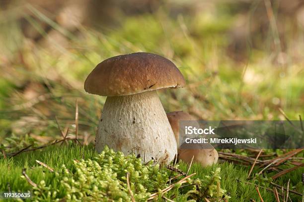 버섯 개척시대의 Boletus Pinophilus 0명에 대한 스톡 사진 및 기타 이미지 - 0명, Boletus, 갈색