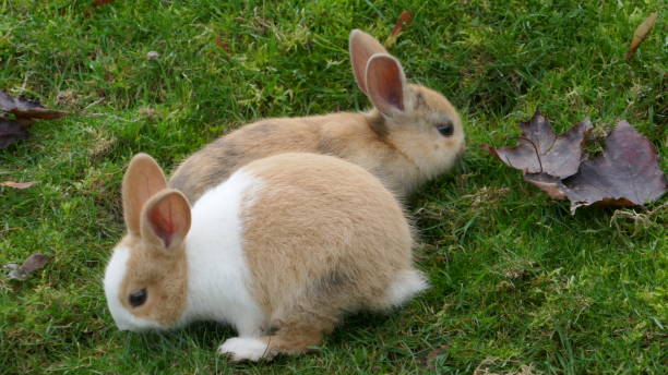 istock Two young bunnies in the grass. 1193506381
