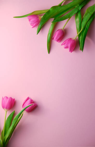 istock tulips on pink background topdown view, copyspace at middle, holiday concept 1193506418